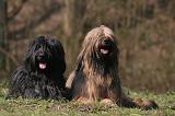 BRIARD 068